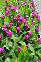 Pink flower of curcuma sessilis gage plant