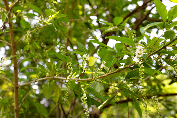 Butterfly with florida fiddlewood flower or Spiny fiddlewood