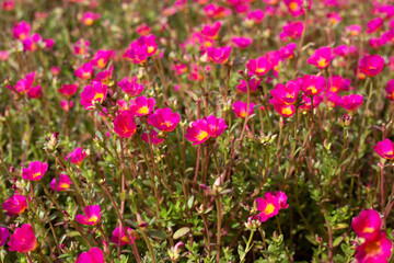 Naklejka premium Portulaca pink flower (Moss rose plants)