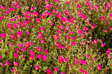 Portulaca pink flower (Moss rose plants)