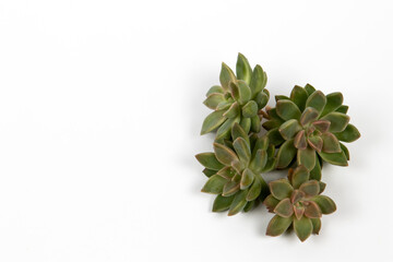 Small ghost plants succulents on a white background