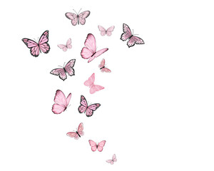 butterflies on white