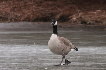 Canada Geese on frozen pond in winter