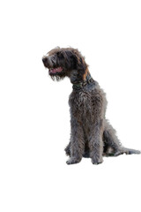 Wirehaired pointing griffon dog portrait.