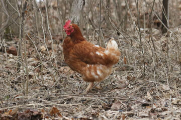 Chickens beside the road in farm country in winter