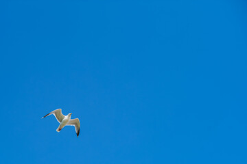 One gull flying in a blue sky on a bight summer day. - 736575213