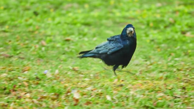 Rook (Corvus frugilegus) is member of family Corvidae in passerine order of birds. It is found in Eurasia. It was given its binomial name by Carl Linnaeus in 1758.