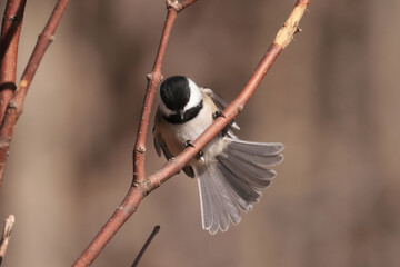 Chickadee on dogwood