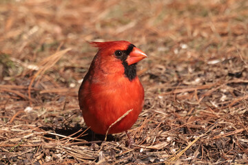 Male Northern Cardinal in winter