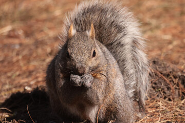 Eastern Grey Squiirrel scrounging for scraps under bird feeder