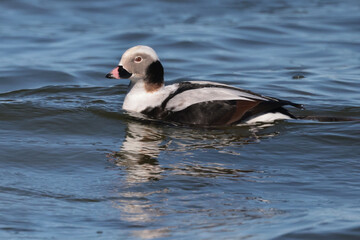 Male Long Tailed duck in bay during spring migration