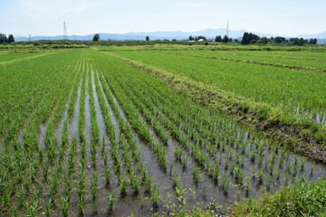 田園風景 日本有数の米どころ 山形県庄内
