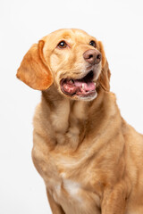 Close up vertical studio portrait of a smiling retriever labrador on a white background.