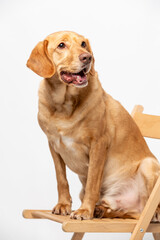 Vertical studio portrait of   retriever labrador sitting on a wooden chair on a white background.