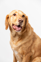 Close up vertical studio portrait of a smiling retriever labrador on a white background.