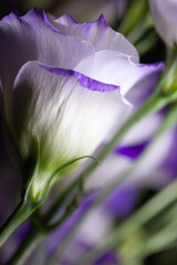 White flower II