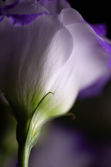 White flower I