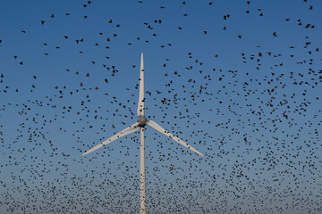 Windkraft und Vögel