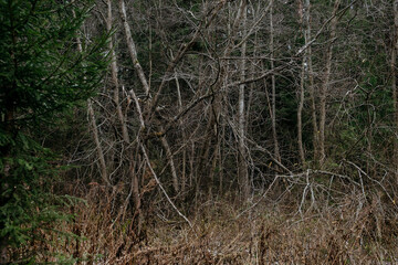 Late autumn in the northern forest.