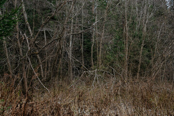 Late autumn in the northern forest.