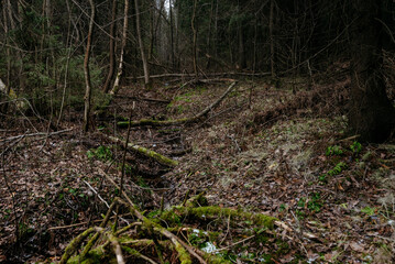 Late autumn. A forest creek in a ravine, littered with dry tree trunks.