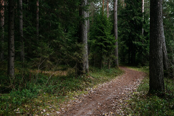 Late autumn. A path leading through a dark forest.