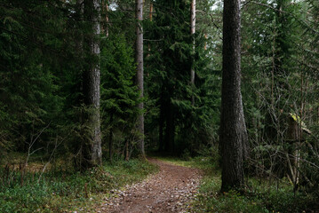 Late autumn. A path leading through a dark forest.