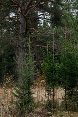 Late autumn in northern forest