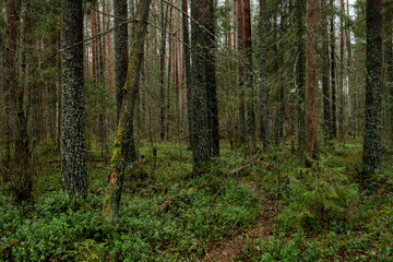Fototapeta premium Late autumn in northern forest