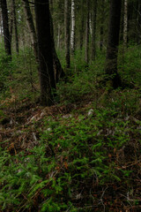 Fototapeta premium Late autumn in northern forest