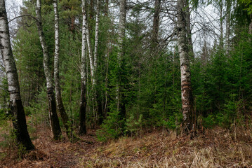 Obraz premium Late autumn in northern forest