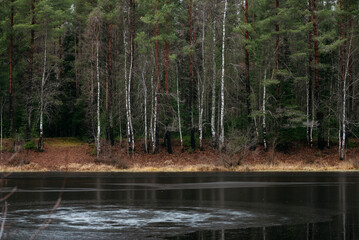 Late autumn. A forest pond covered with a crust of ice.