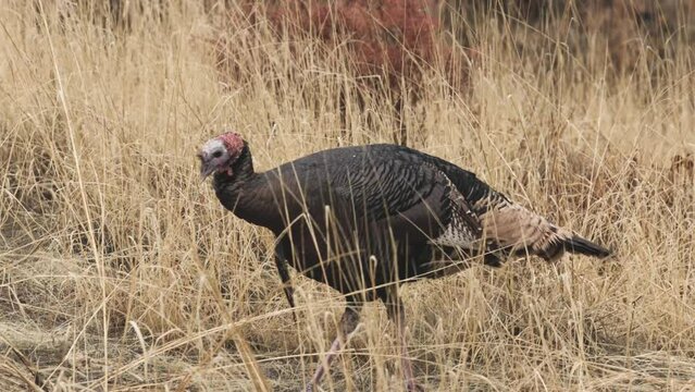 A wild turkey walks through brown grass on a wet winter day, running it's beak along the blades of grass to gather drops of rain to drink.