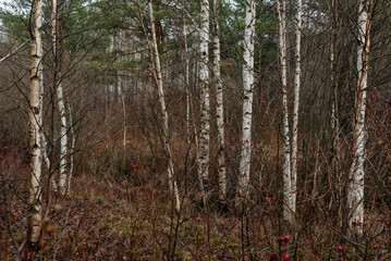 Thin birches surrounded by rosehip bushes.