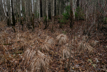 Hummocks in a swampy lowland with dried grass.