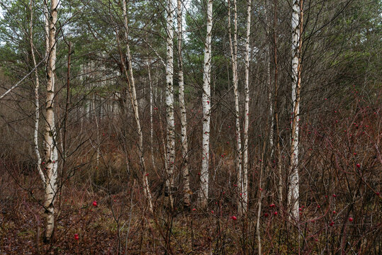 Thin birches surrounded by rosehip bushes.