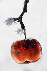 Apfel vereist am Baum im Winter