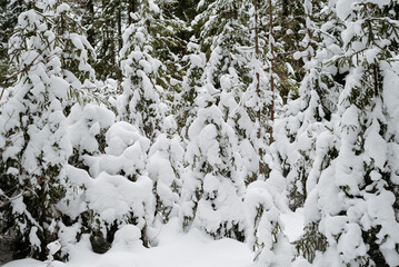 Winter snow-covered forest