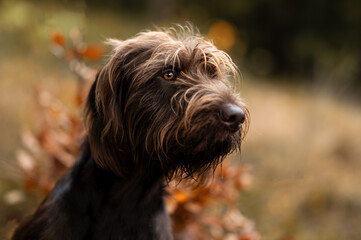Pudelpointer Porträt