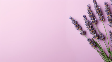 single lavender flowers stalks on transparent light violet pastel colored background - obrazy, fototapety, plakaty