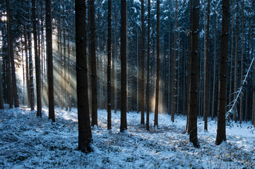 Wald im Winter