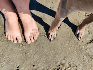 Menschenfüße und Hundepfoten im Sand
