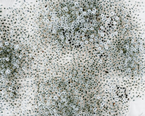 Germinated seeds in moist water. Healthy food ingredients.