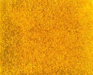 Germinated seeds in moist water. Healthy food ingredients.