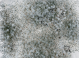 Germinated seeds in moist water. Healthy food ingredients.