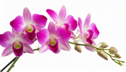 Fototapeta na wymiar pink dendrobium orchid isolated on white background