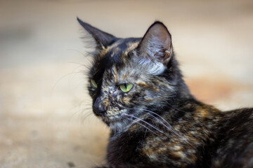 Tricolor cat with green eyes and black spots sitting on the floor