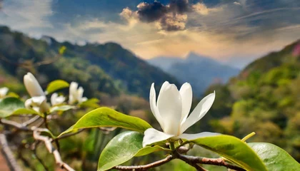 Gordijnen magnolia flower of the valley © Richard