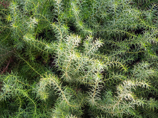 Leaves background. Needles instead of leaves. Coniferous tree branches. Natural background.