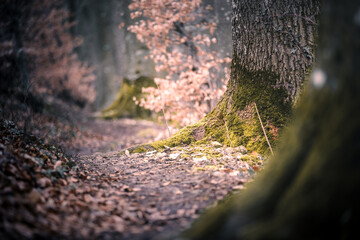 Wanderweg am Albtrauf